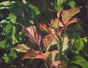 Bramble Leaves/Rovo Communale - Amalfi